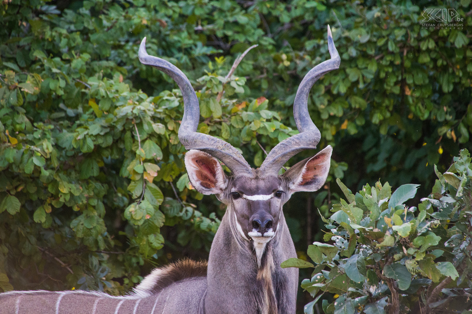 South Luangwa - Kudu Male greater kudu (Tragelaphus strepsiceros) with impressive horns. Stefan Cruysberghs